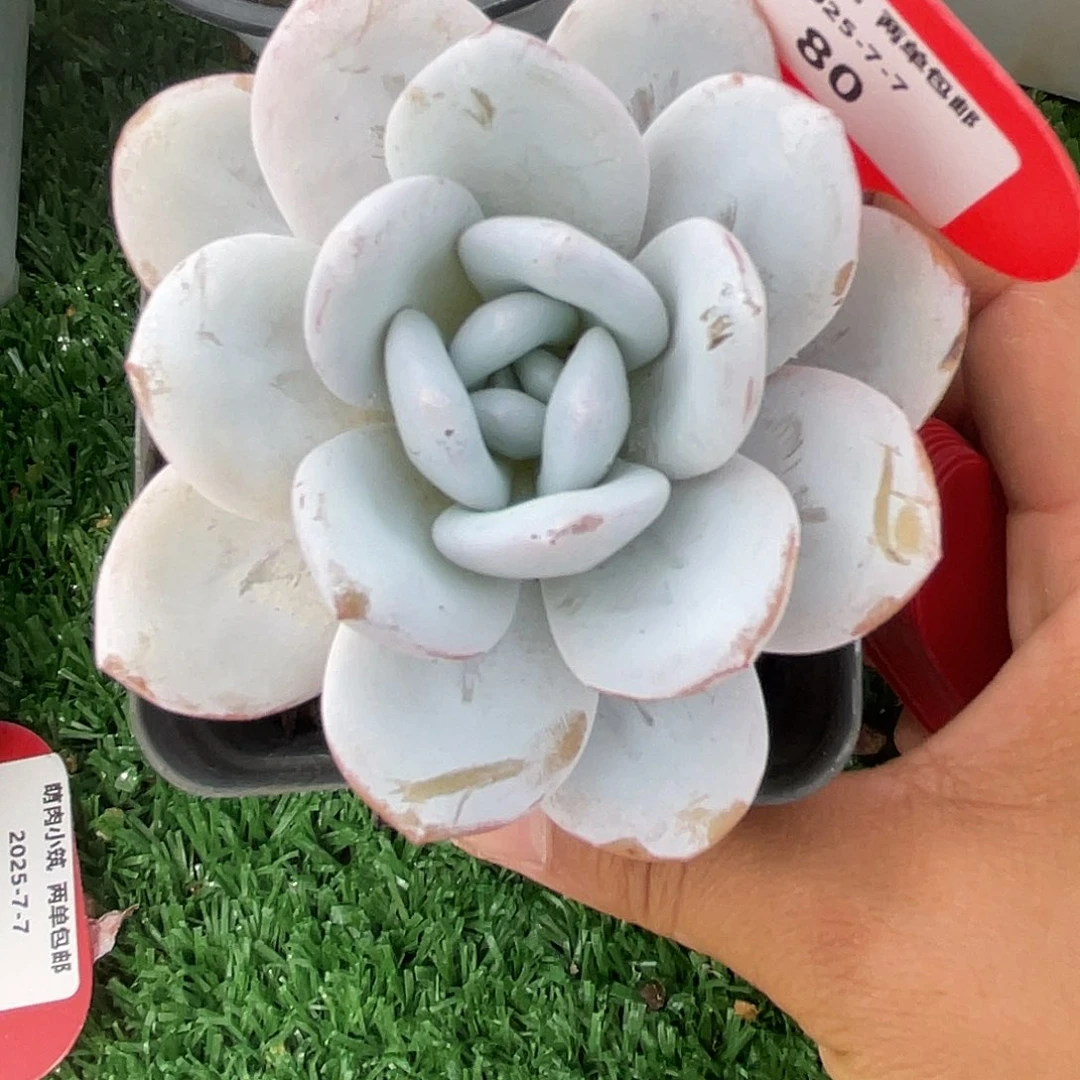 萌肉小筑0707-80雪莲老桩