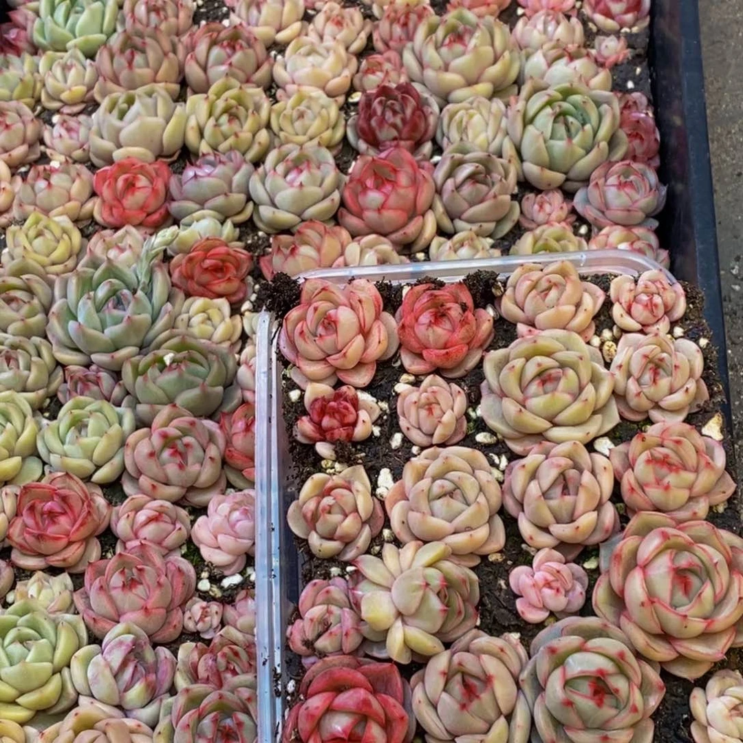 366多肉植物保护量拍一盒