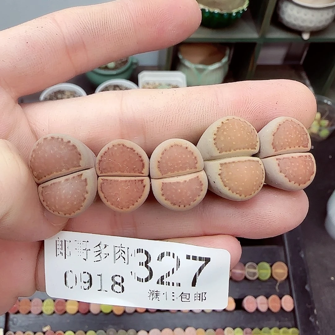 满满18包邮0918-327
