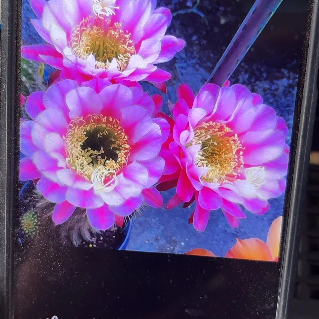 紫罗兰之眼无根侧牙歪20包邮13