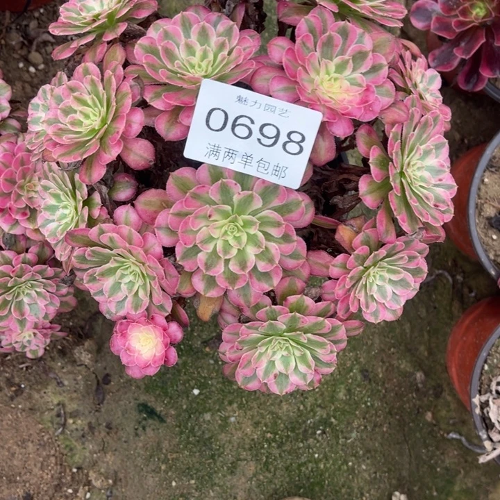 红铜的人多肉的人0698