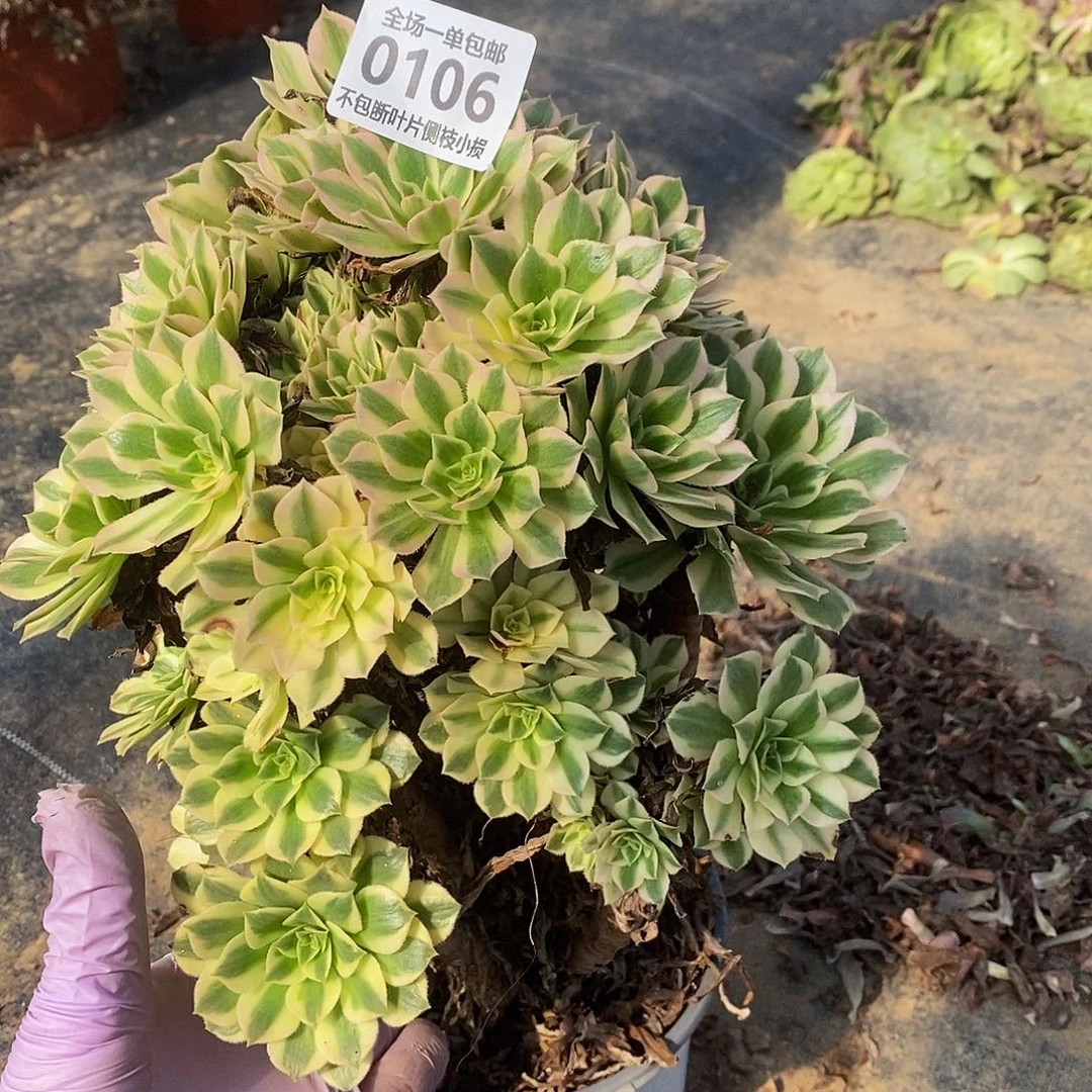 106艳凝老桩多肉法师锦