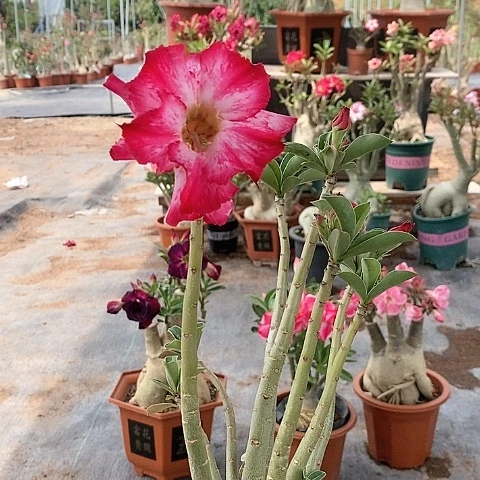 【闪购商品】好***伴绿植