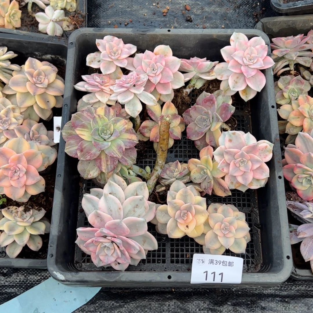 111紫乐锦老桩多肉植物