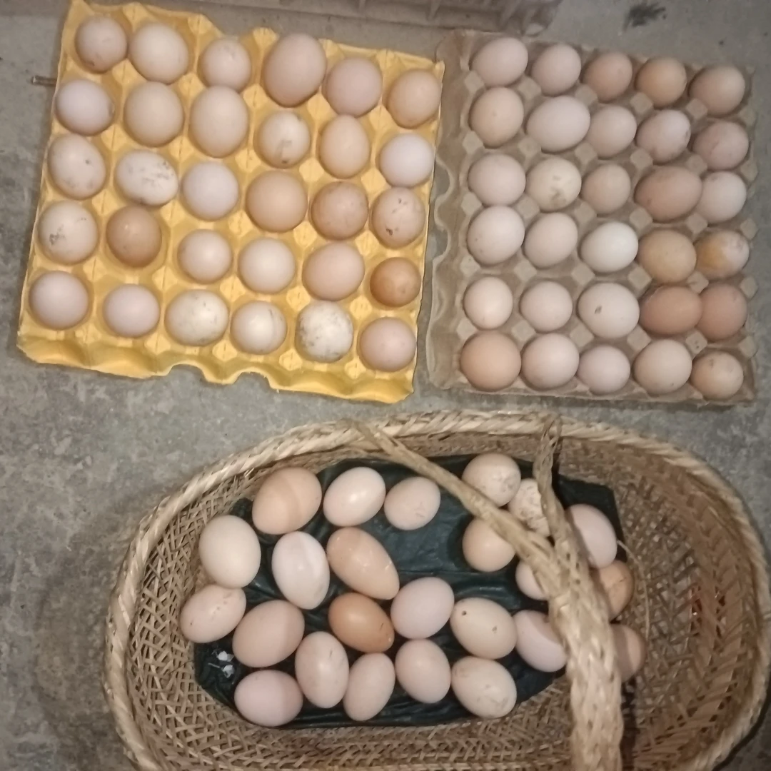 重庆彭水 农家正宗土鸡蛋