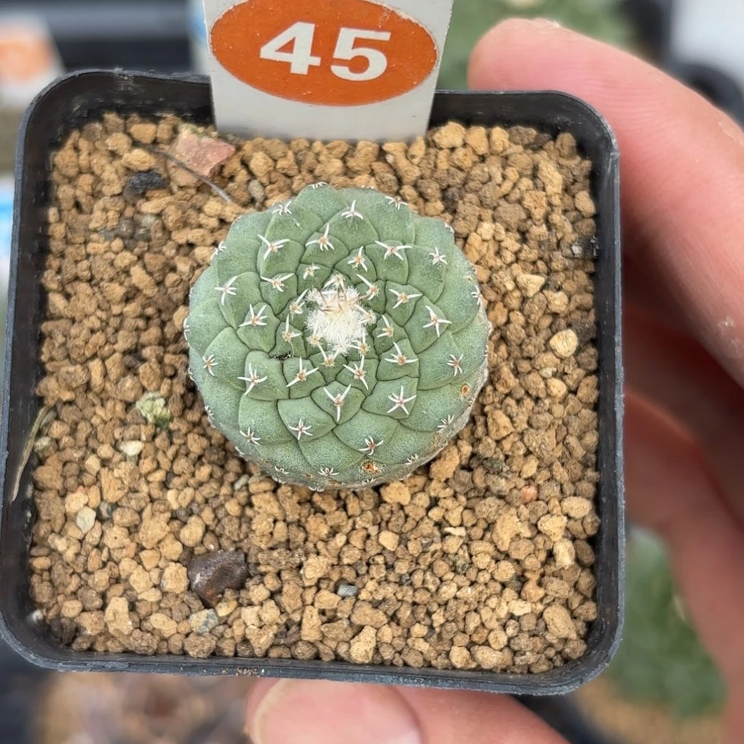 45实生菊水带盆带土