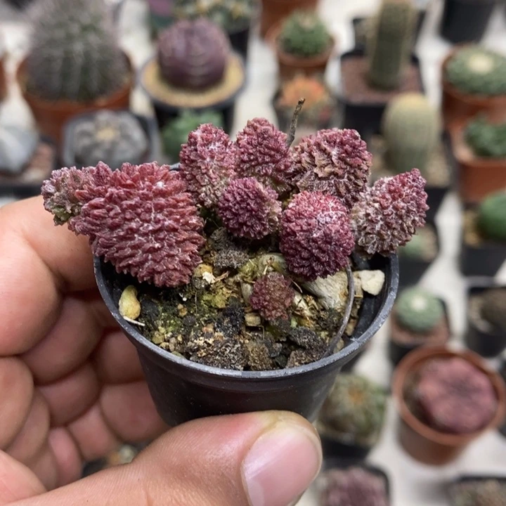 朱子玉特价福利特价