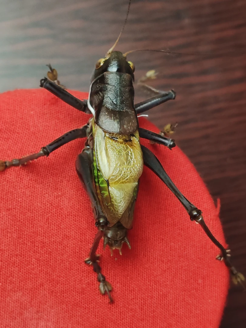 郝建伟新脱铁皮蝈蝈（断须不包）