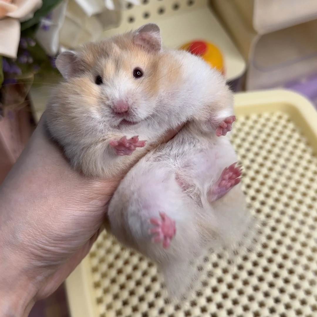 27肉桂波妹妹4.9生145g