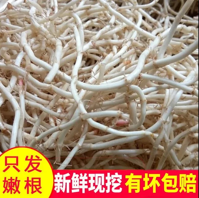 【新根上市】新鲜现挖鱼腥草折耳根农家自种可凉拌的土特产蔬菜
