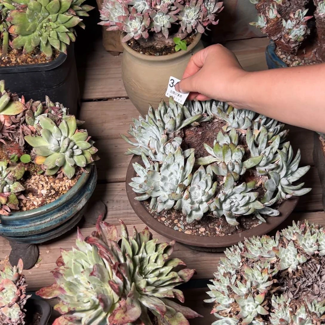 金**头3401哈哈哈哈哈哈哈哈