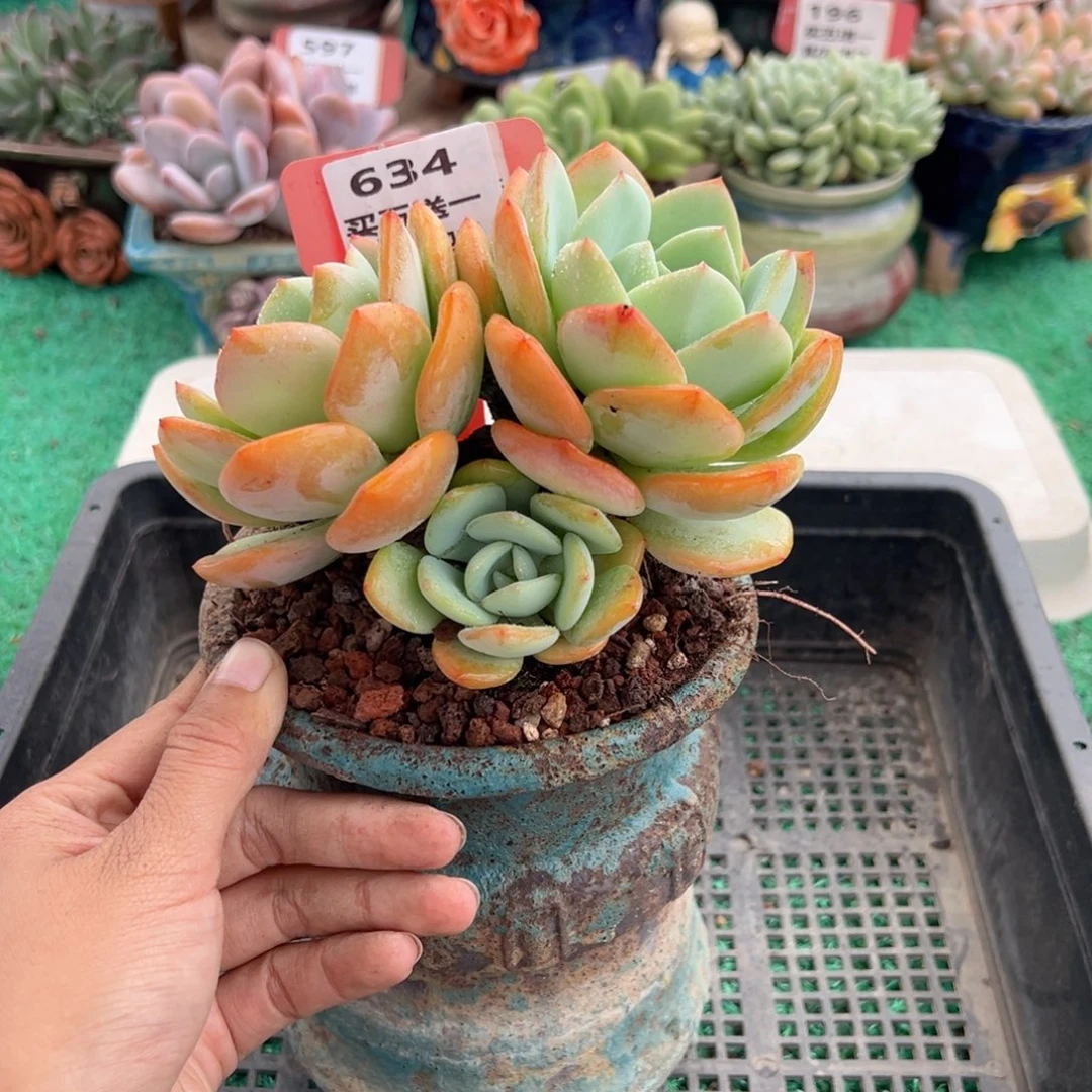 表妹精品多肉植物634.
