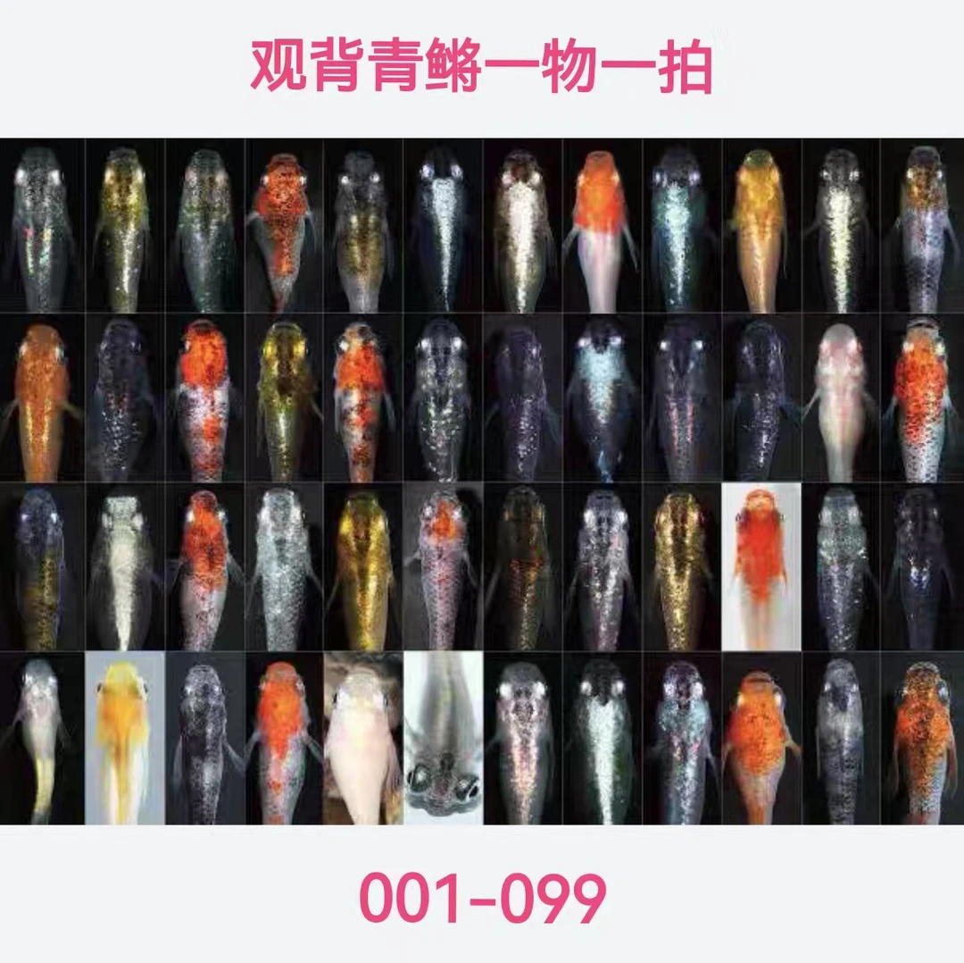 观背青鳉鱼 直播001-099 冷水鱼 小型观赏鱼 户外养的观赏鱼