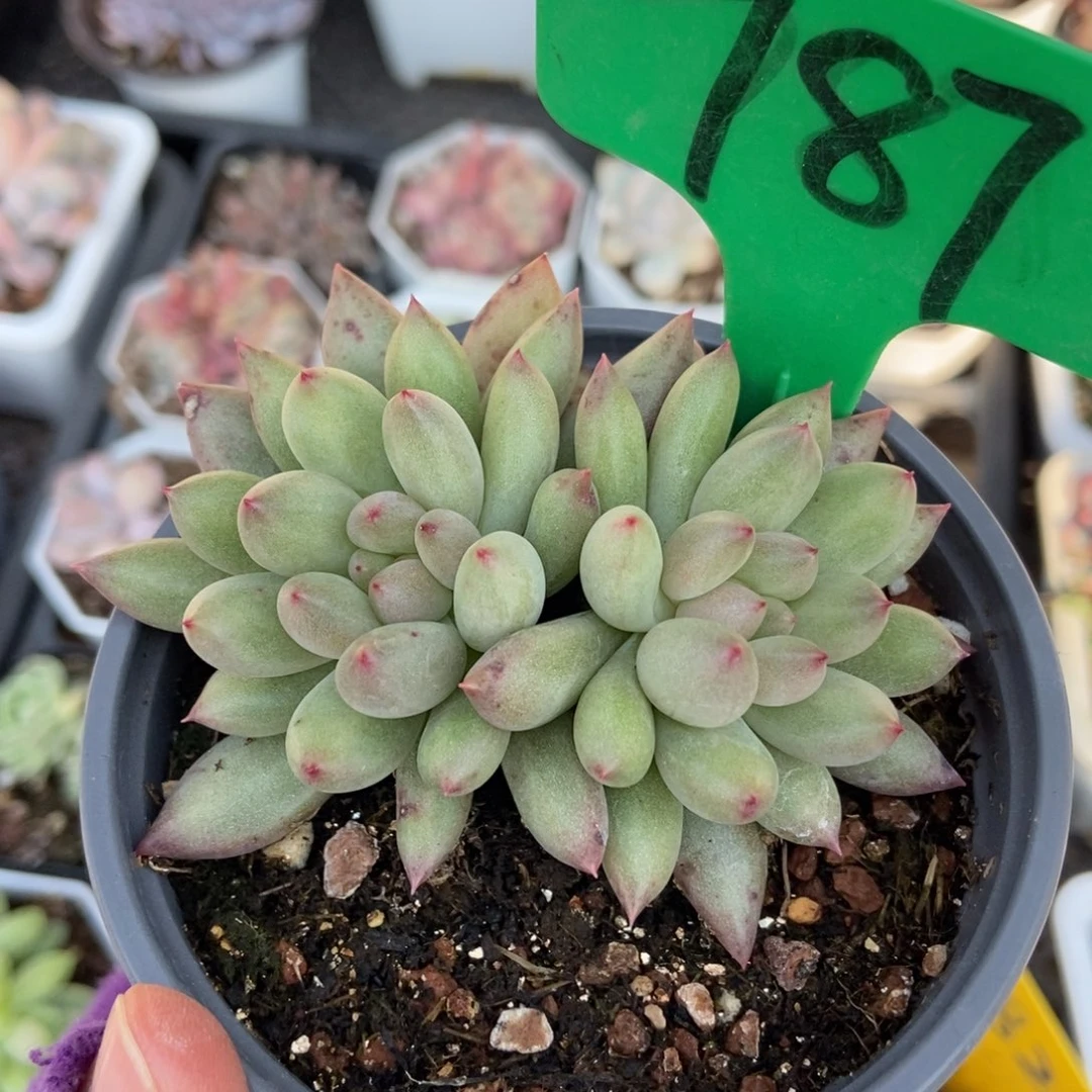 787岩字多肉植物多肉