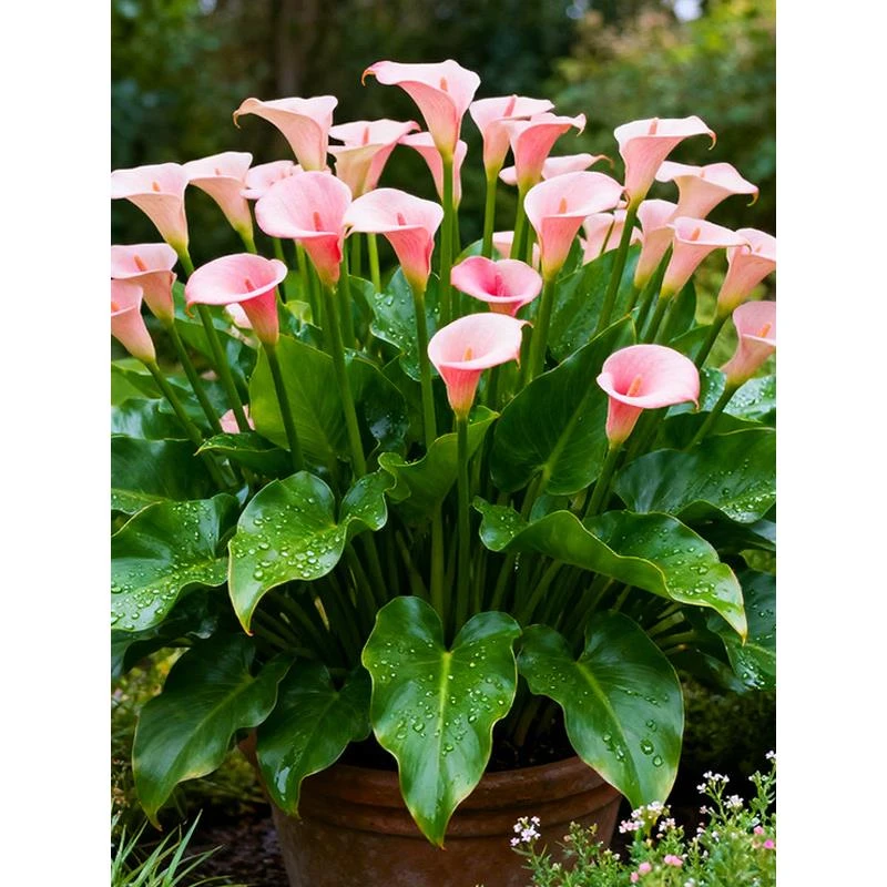 【特大苗】火烈鸟马蹄莲盆栽水生花苗带花剑发货 阳台花园多年生