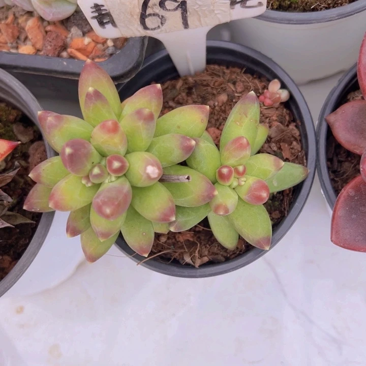 健健康康平平安安