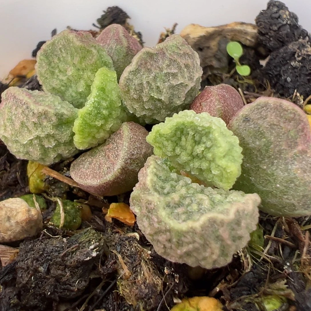 实生新品多肉植物水泡多肉植物