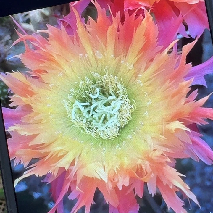 112 侧芽5公分左右毛花柱（20包邮）