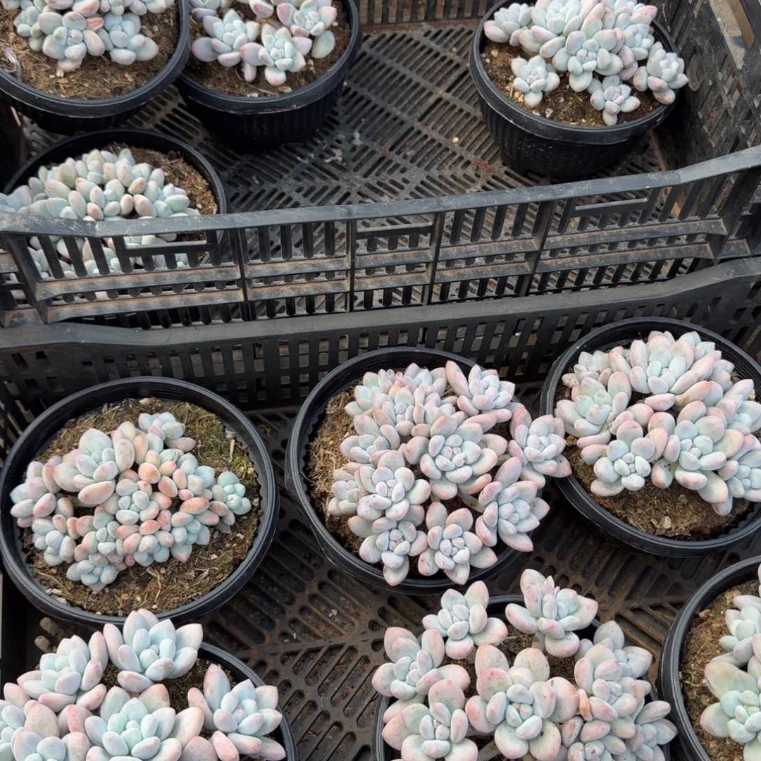 无花朵香水两颗