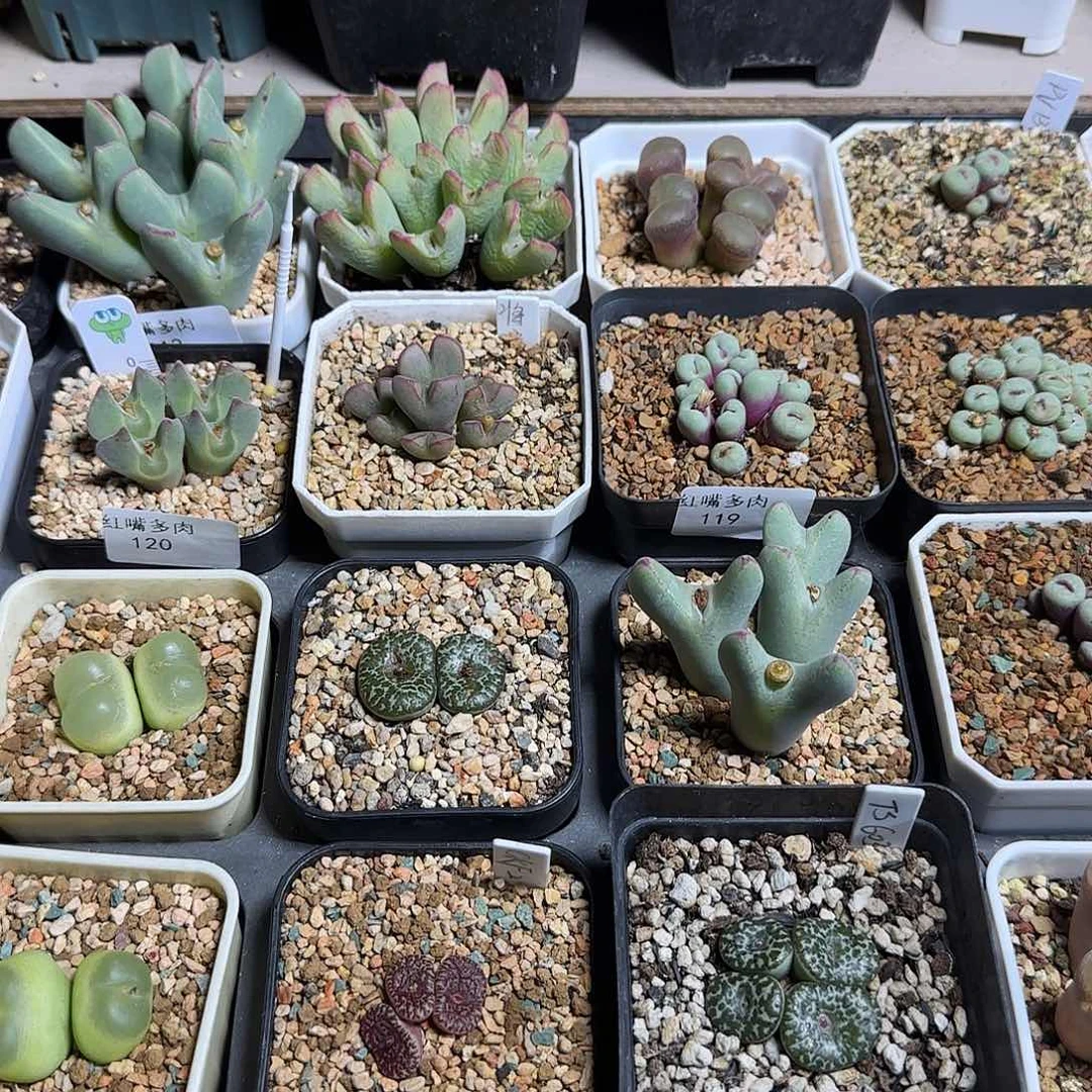 多肉植物优惠券4一个