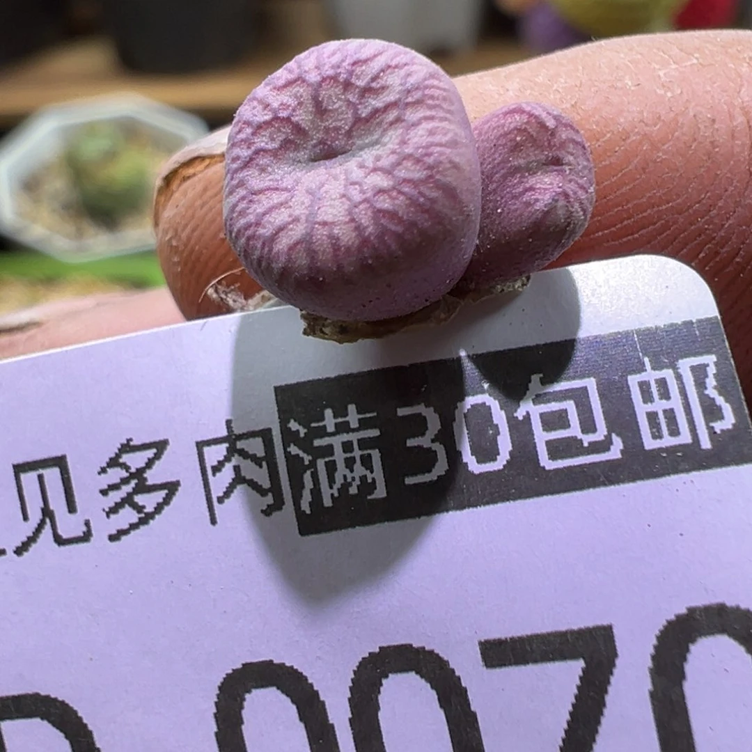 多肉植物11111111111111