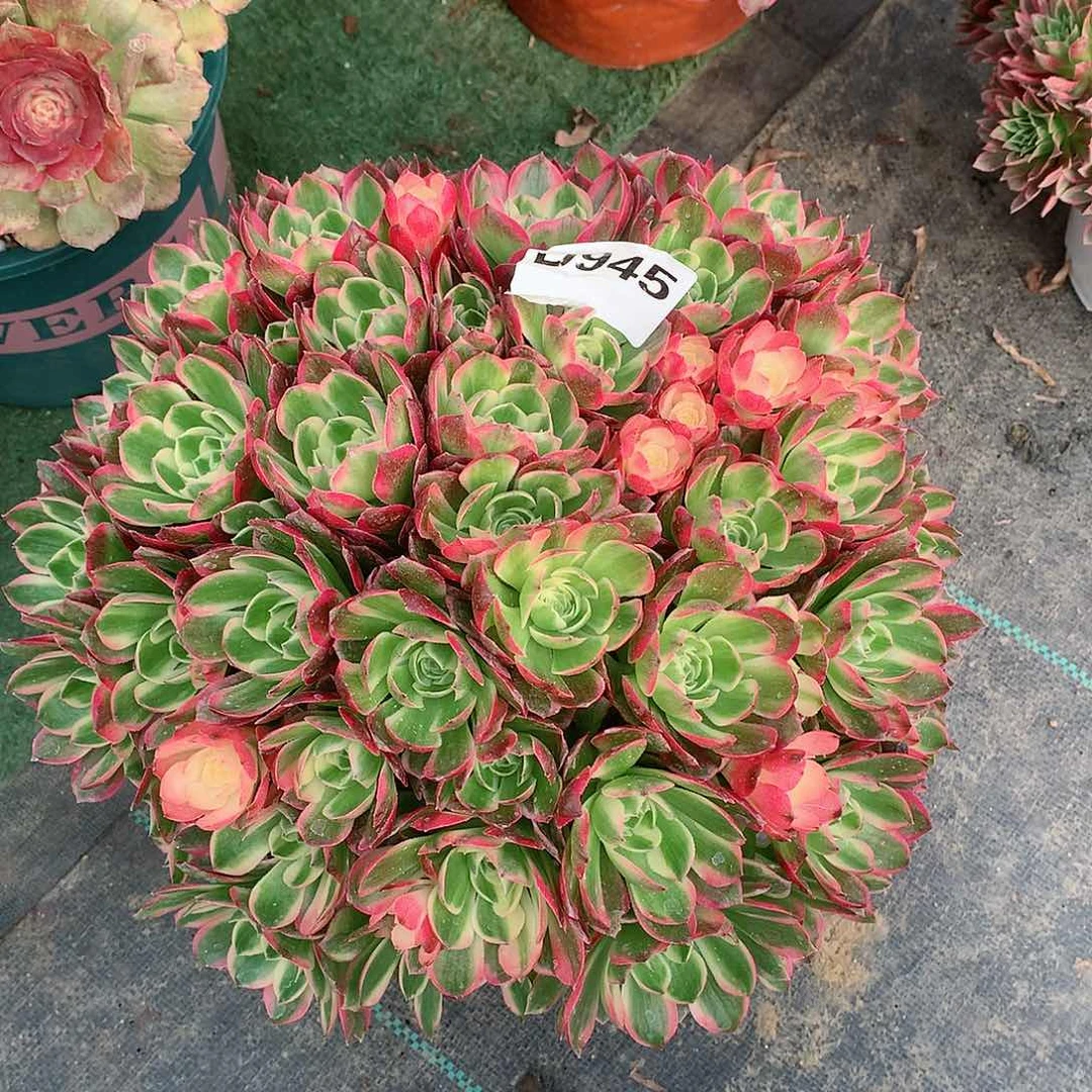 緈**乐945.海王朵朵多肉植物