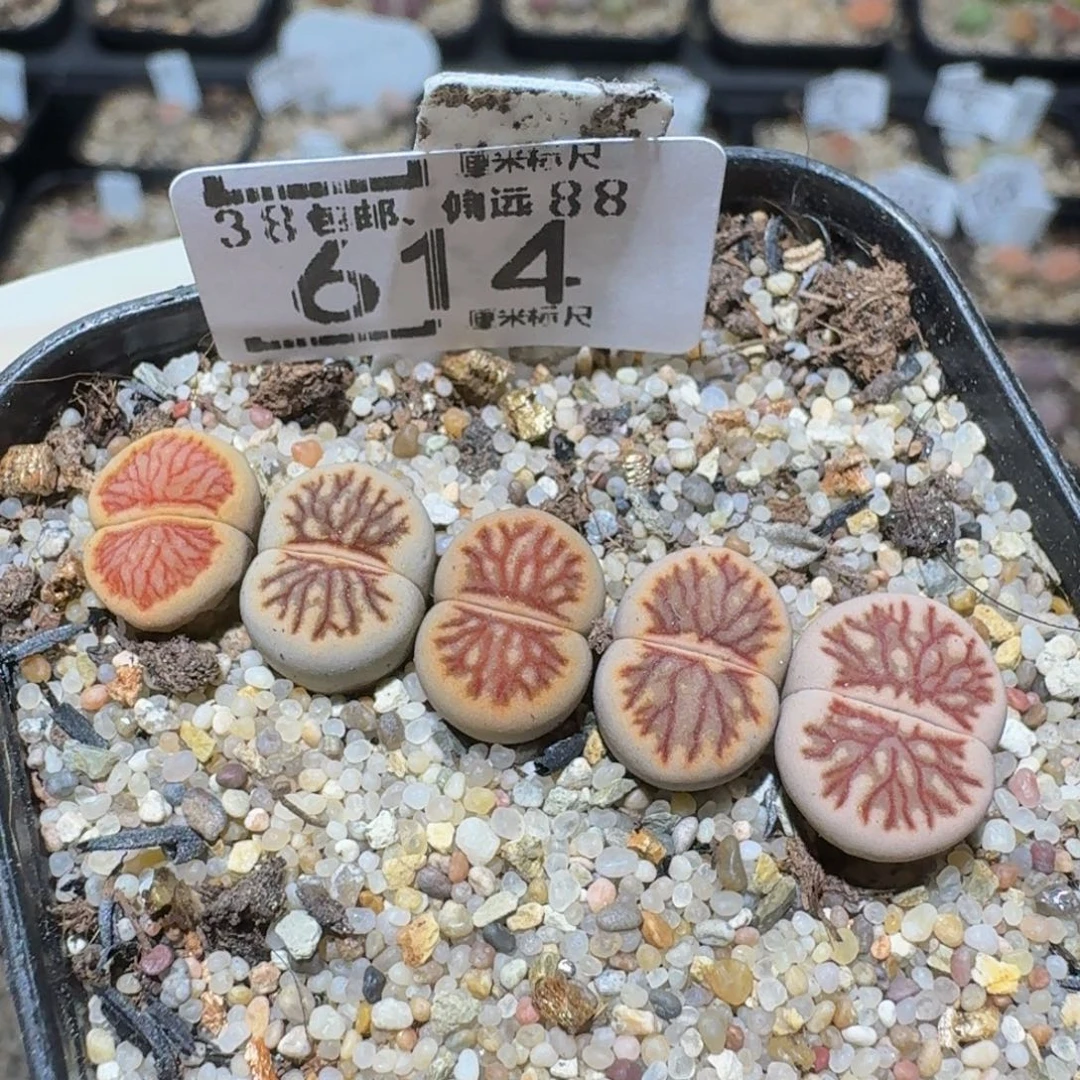 zzzzz精品生石花614丝丝菊