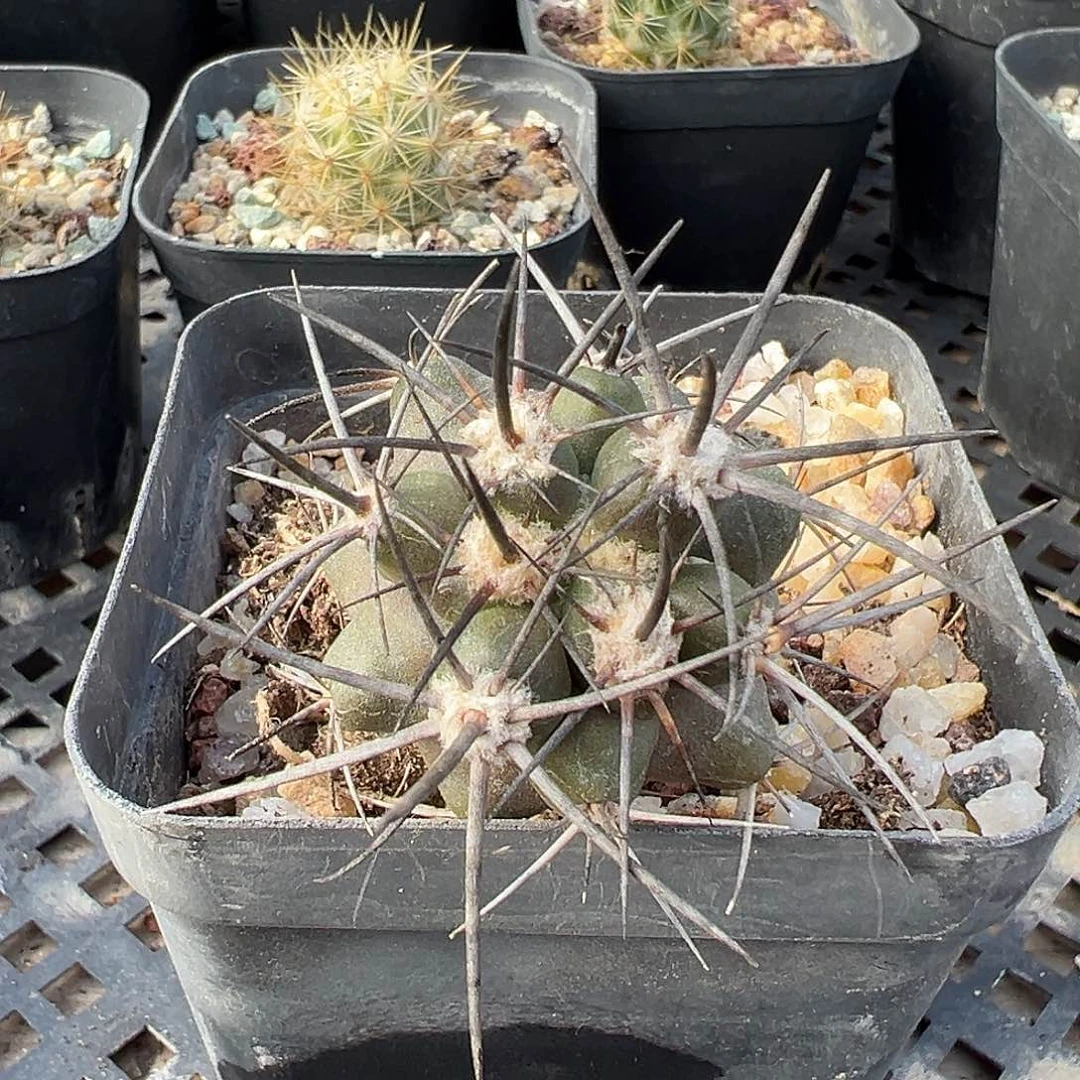 6609实生龙爪仙人球