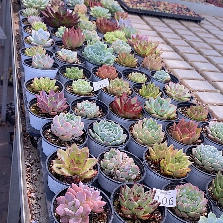 106-110 多肉植物盆栽花卉