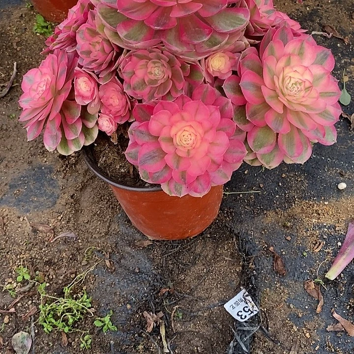 多肉植物倾城909多肉