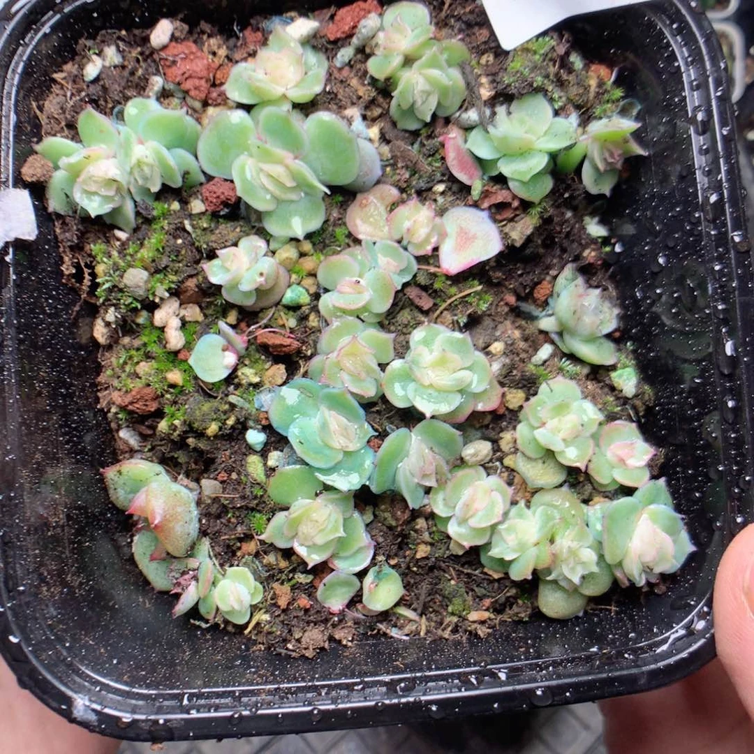 无花朵W19虾饺yyyyyy