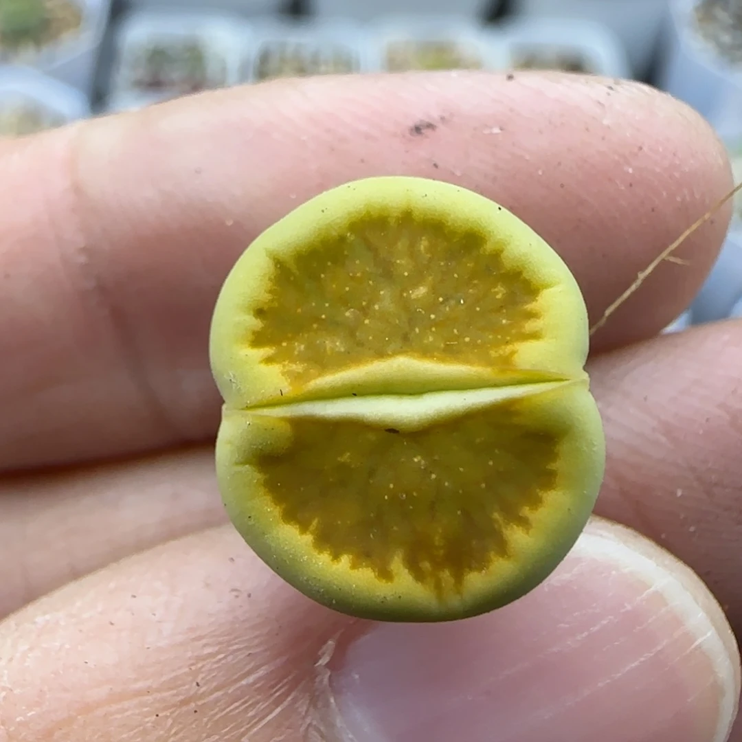469稍缺水绿菊特30包邮