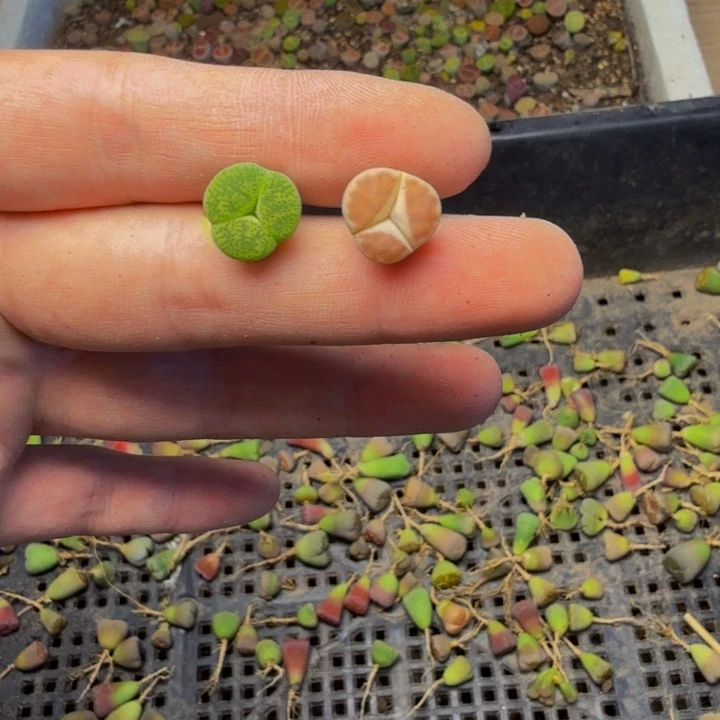 喜***8多肉植物的生长发育17