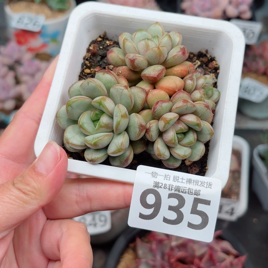 葡萄老桩无盆土发货