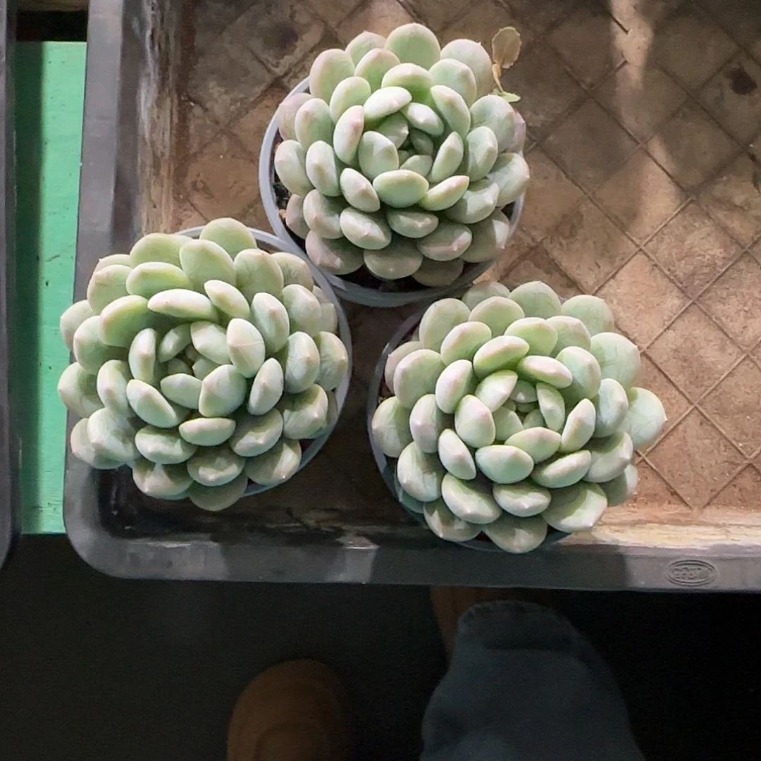 陈***丹3颗寄养。