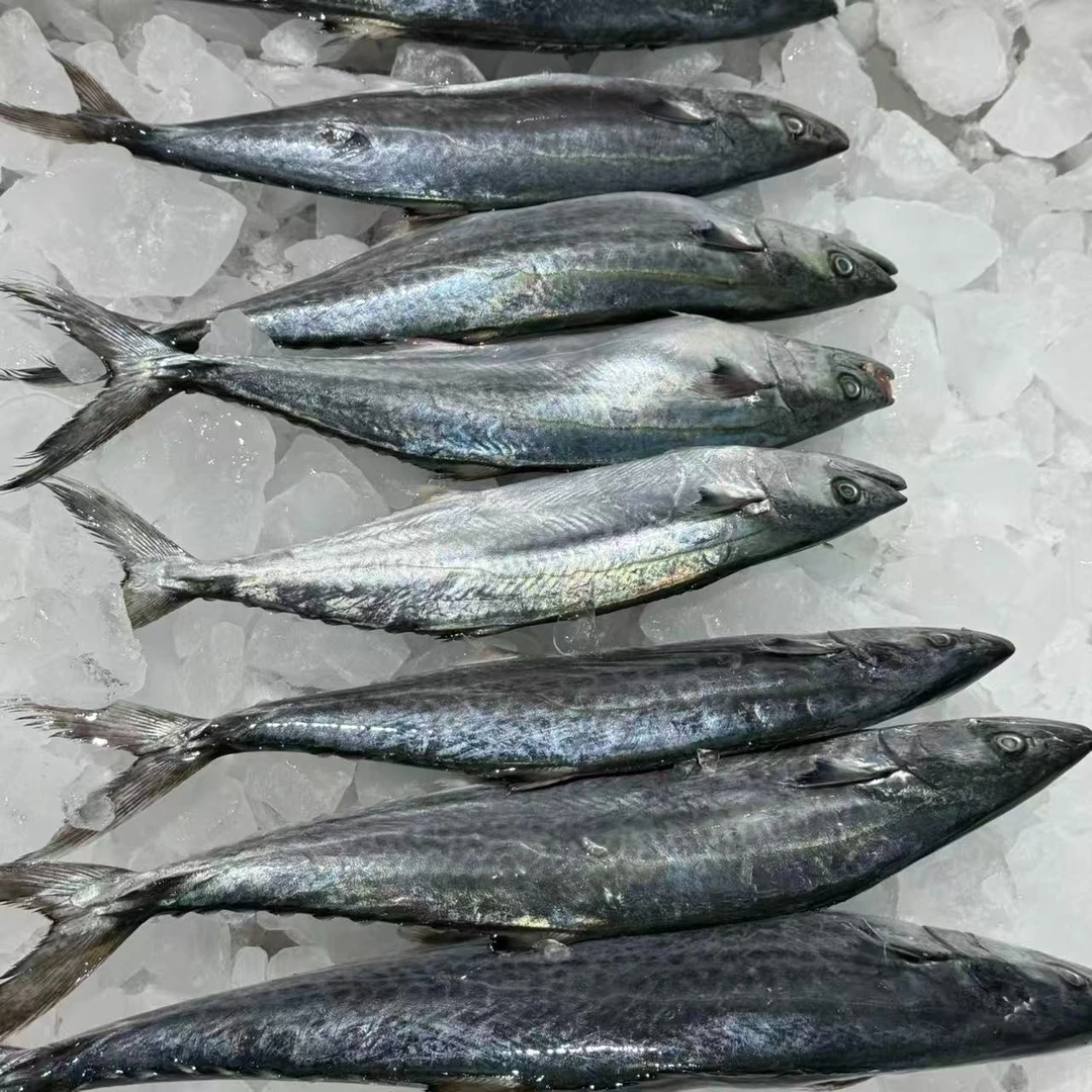 【大连锦烁】（5-7条）大连渤海湾大鲅鱼鲜冻顺丰发货