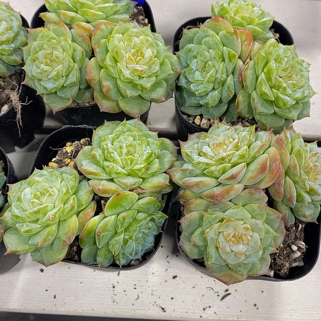 175-新品糖心珍妮多头一个