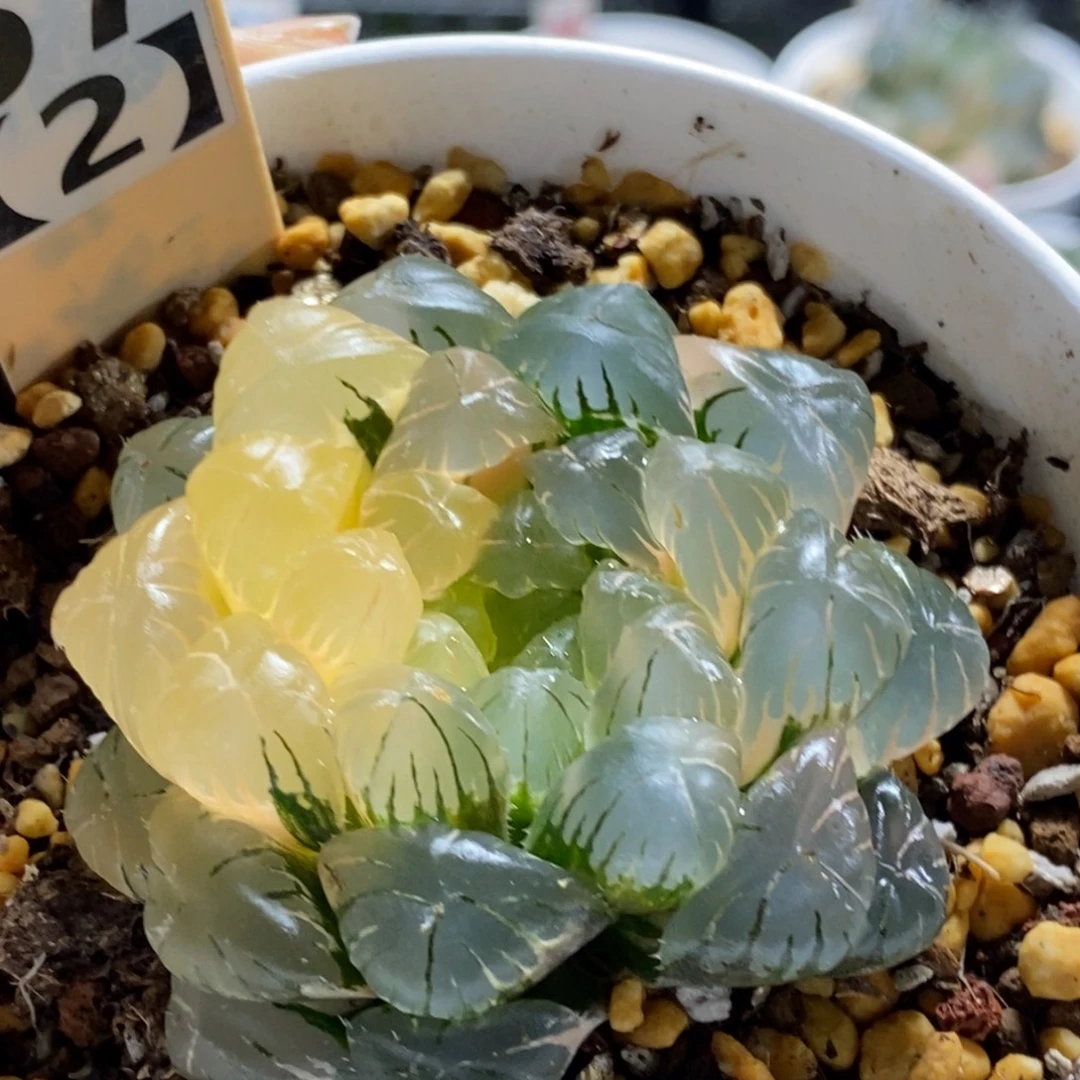 57号实生湖水玉露锦
