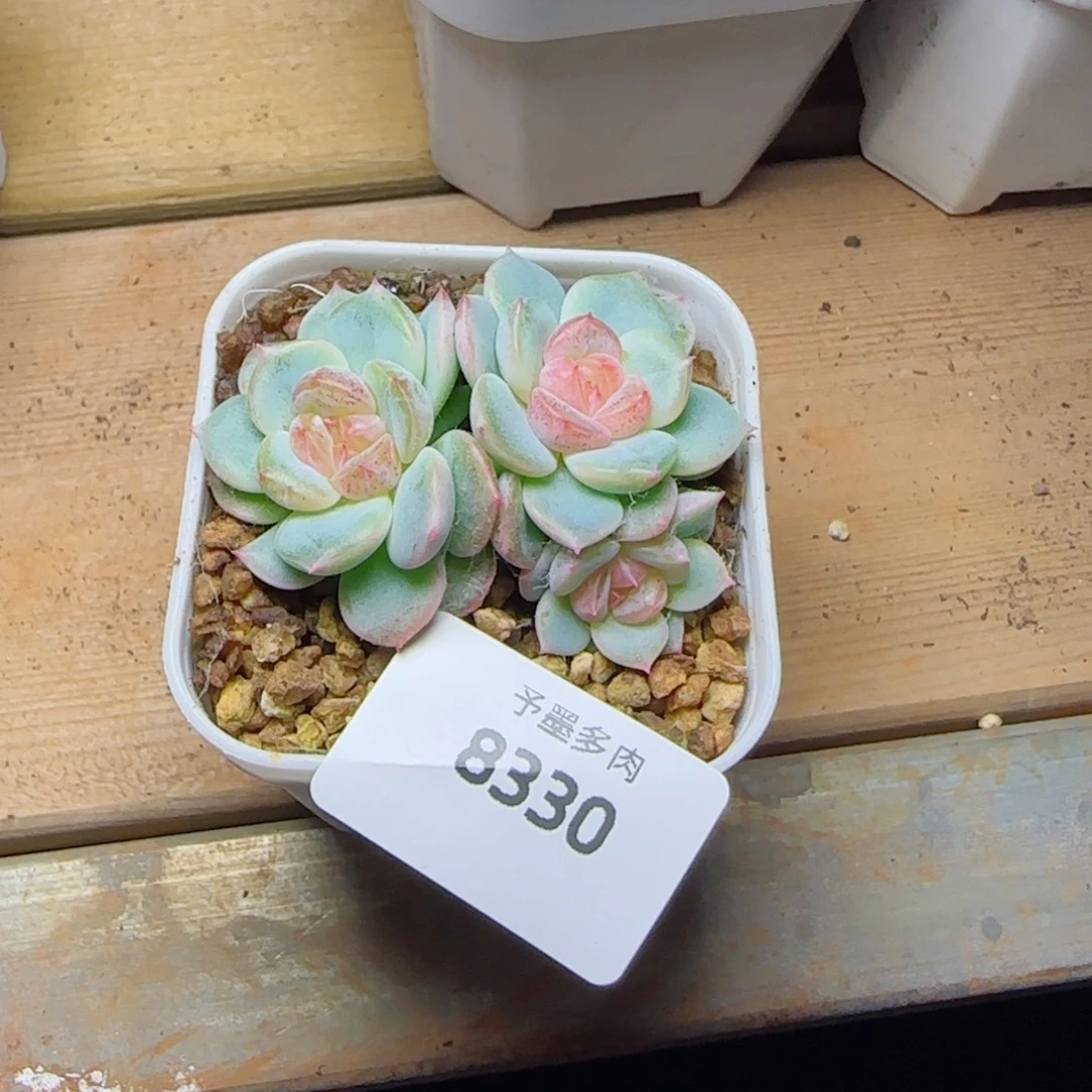 甜心群，8330多肉植物