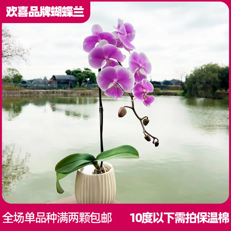 【婚纱】精品蝴蝶兰室内绿植