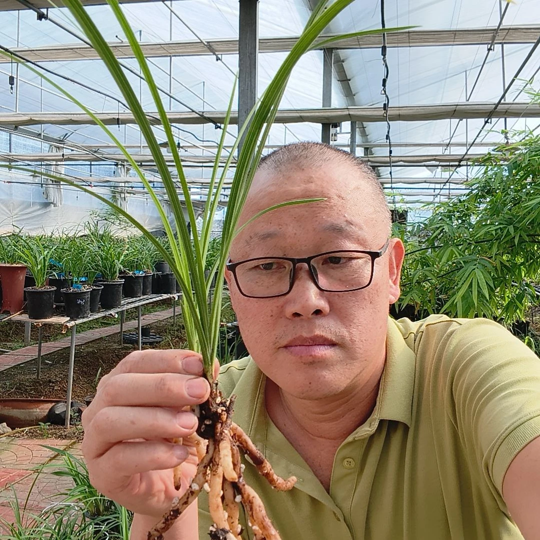鱼***䲜无花朵江南新极品兰
