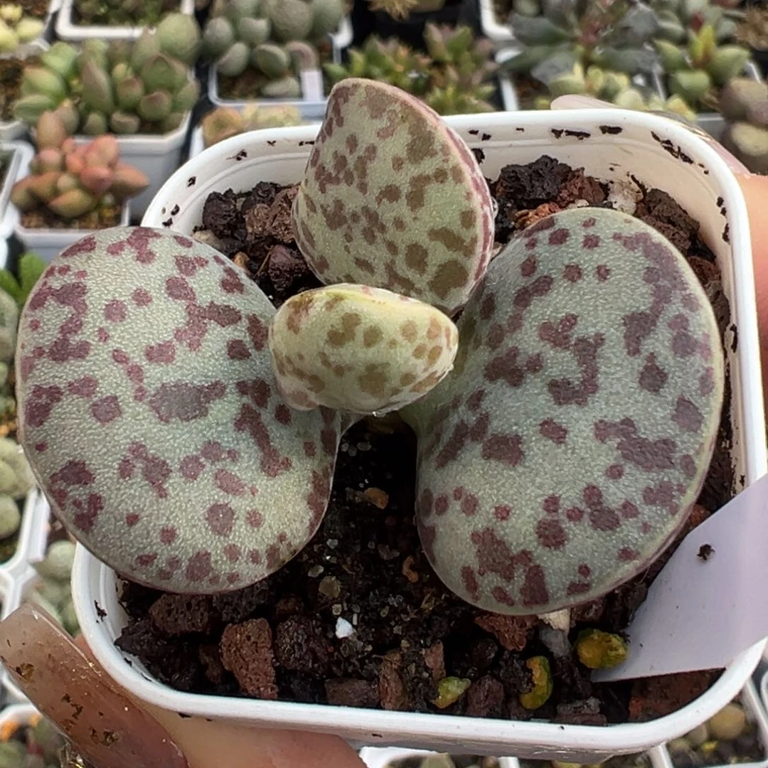 9花蛋老桩水泡植物