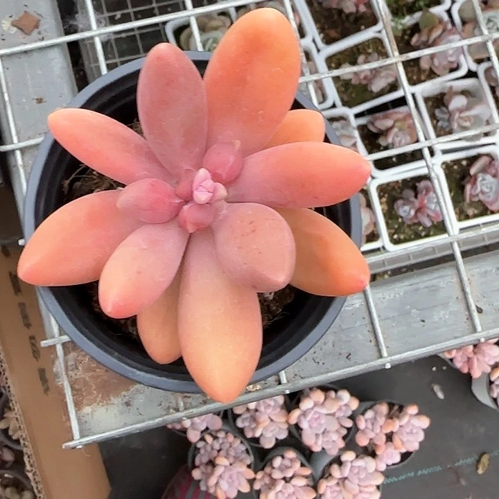 心****师青蛙王子儿童牙膏111