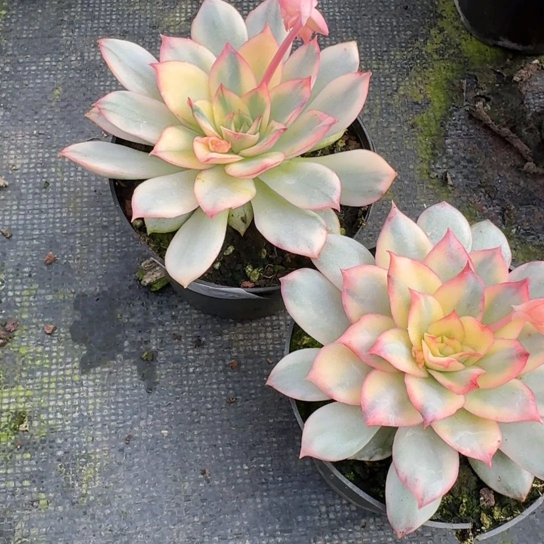 月光女神锦两颗量拍15-202