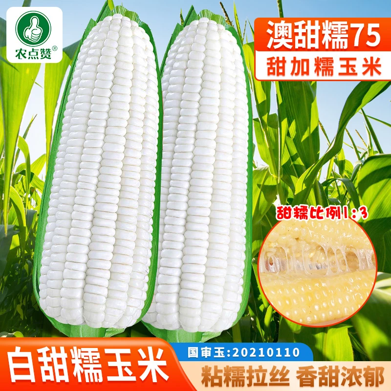 澳甜糯玉米种子 高产早熟大棒甜加糯玉米苞米鲜食玉米