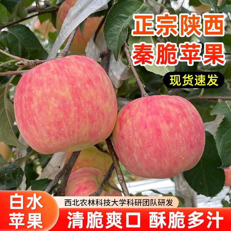 【赵有才专属】陕西白水秦脆苹果新鲜脆甜苹果酸甜适口24枚75#中果
