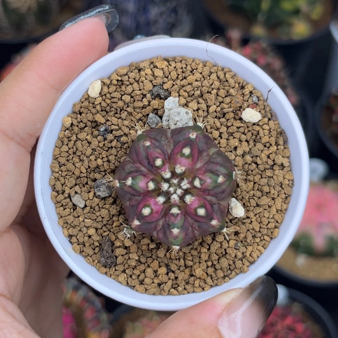 965 海神 福利 带盆土