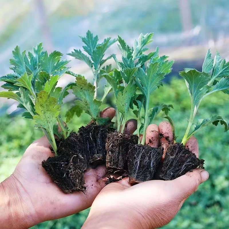 精品（大菊花小苗盆栽）开大花十月菊室内外客厅庭院好养耐寒植物