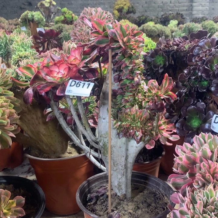 611香奈儿缀多肉法师