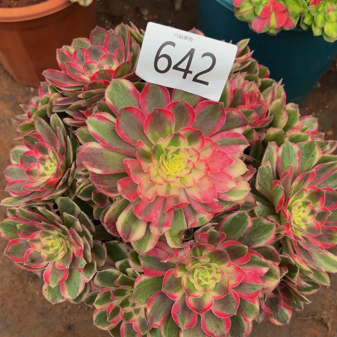 642多肉植物孔雀翎